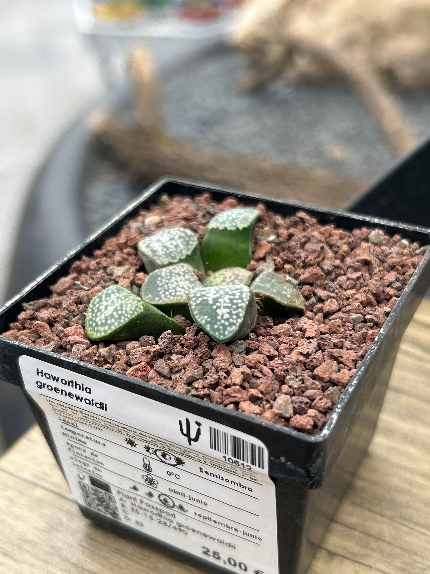 Haworthia groenewaldii