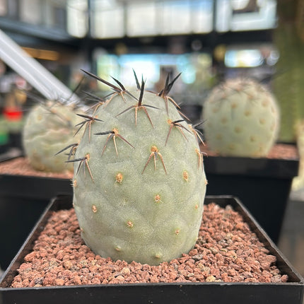 Tephrocactus geometricus ‘Diablo’