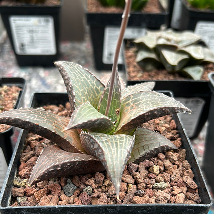 Haworthiopsis tessellata var. tessellata ‘Giant Form’
