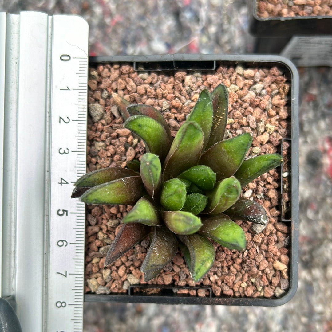 Haworthia floribunda