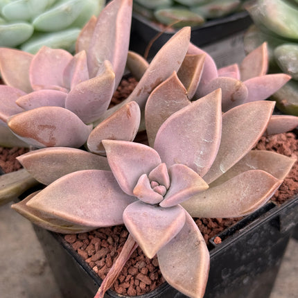 Graptopetalum paraguayense