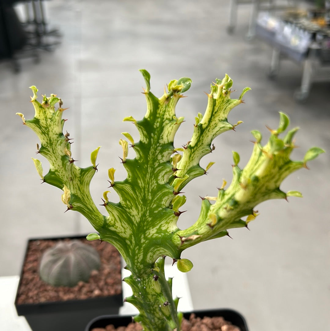 Euphorbia trigona 'Mint cream'
