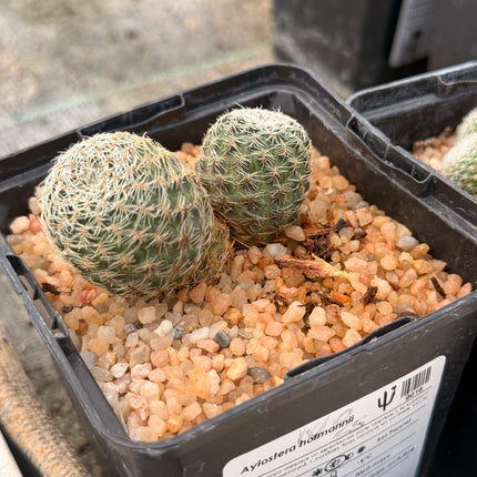 Aylostera hoffmannii