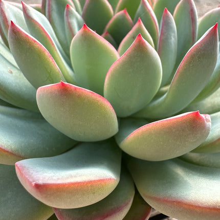 Echeveria 'Cubic Frost' | Die geometrische Eisrose