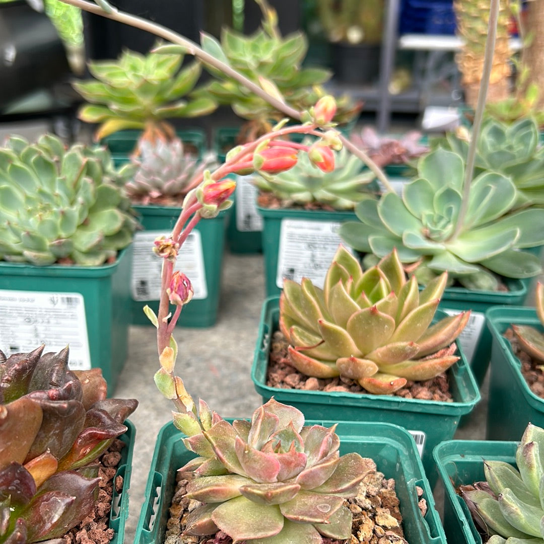 Echeveria 'Brown Rose'