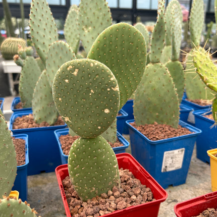 Opuntia microdasys