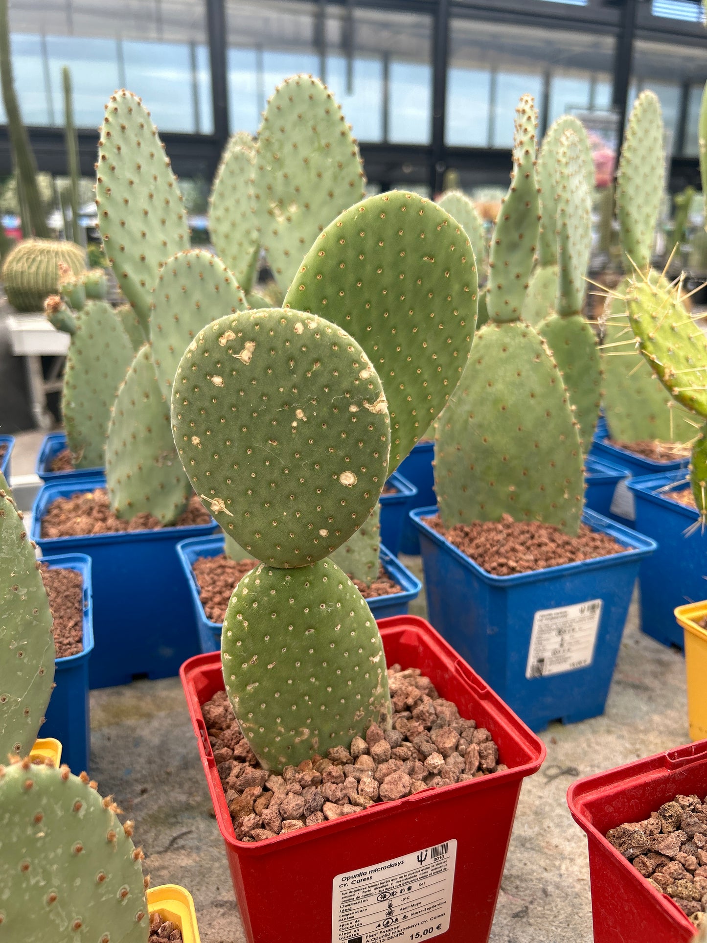 Opuntia microdasys