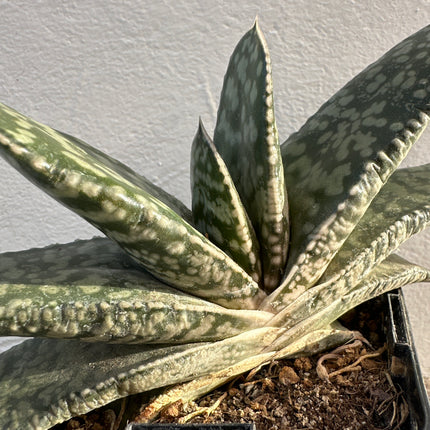Gasteria polita | Lengua de buey pulida