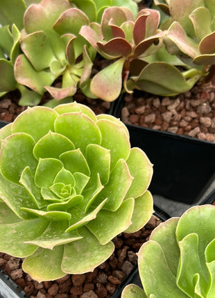 Aeonium urbicum