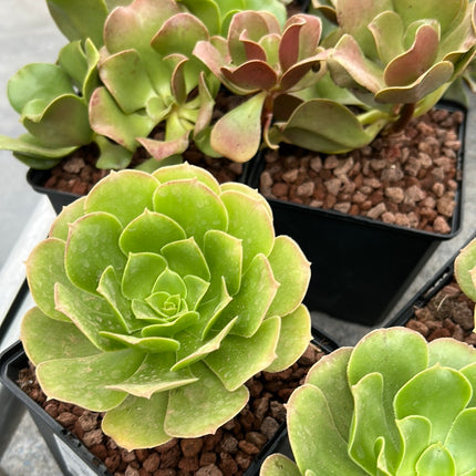 Aeonium urbicum