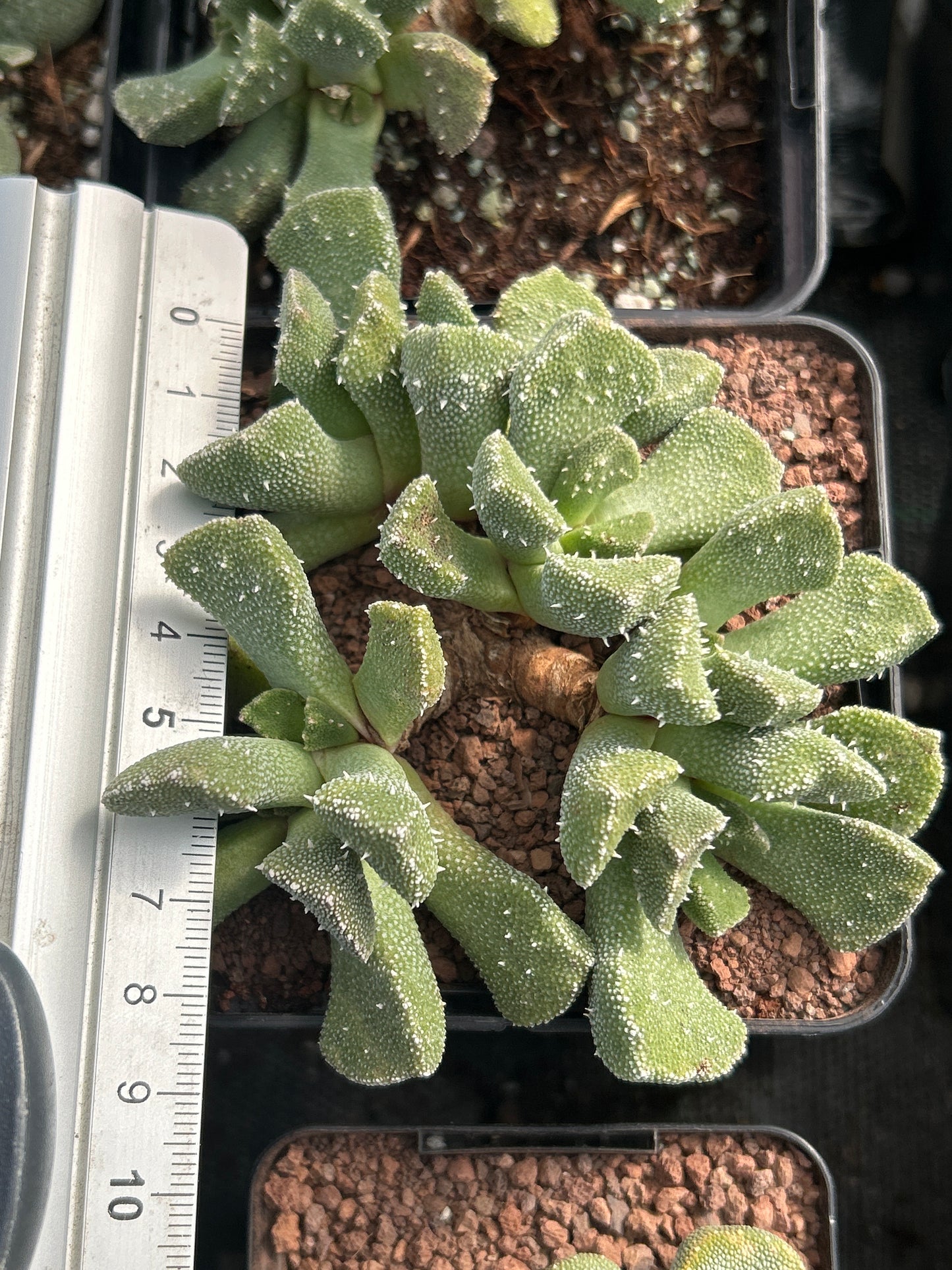 Rhinephyllum pillansii