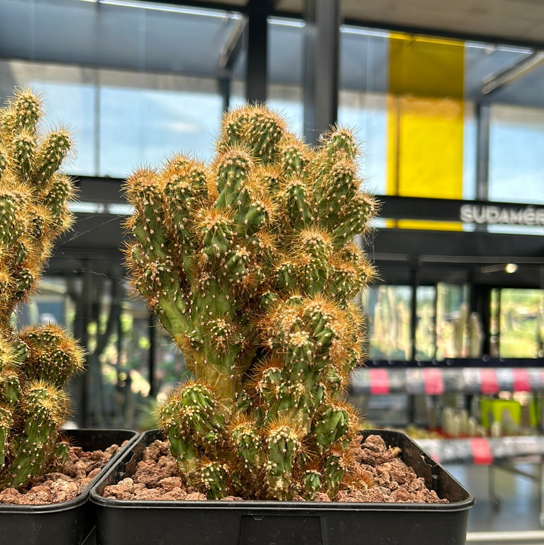 Cereus peruvianus var. monstrous (Clone 1)