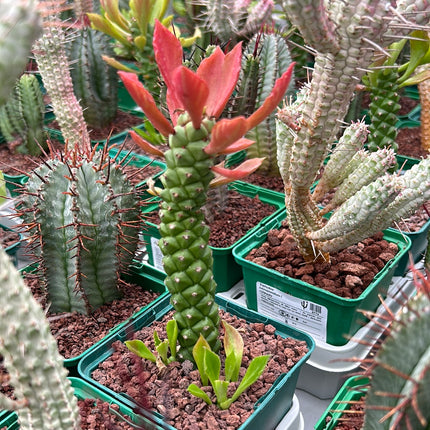 Desert PACK Euphorbias