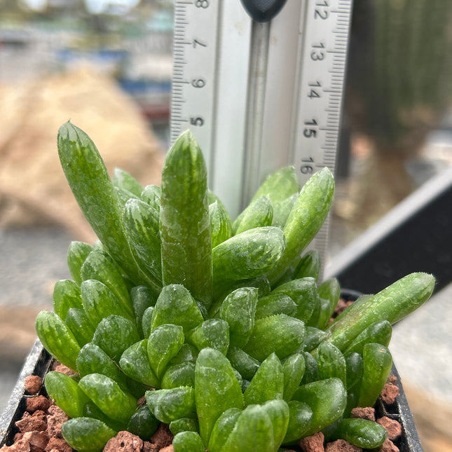 Haworthia 'Green Rose'