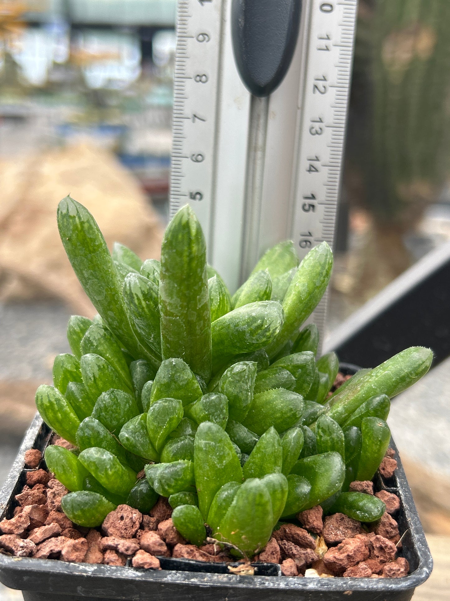 Haworthia 'Green Rose'