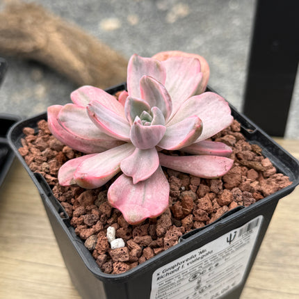 x Graptoveria 'Mr. Richard' f. variegate