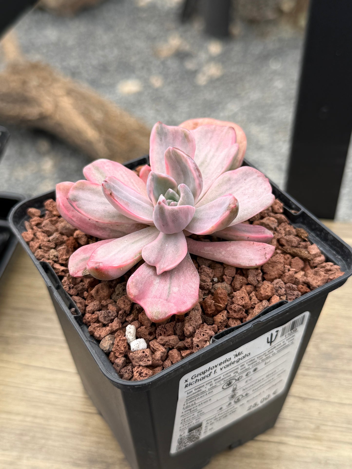 x Graptoveria ‘Mr. Richard’ f. variegata