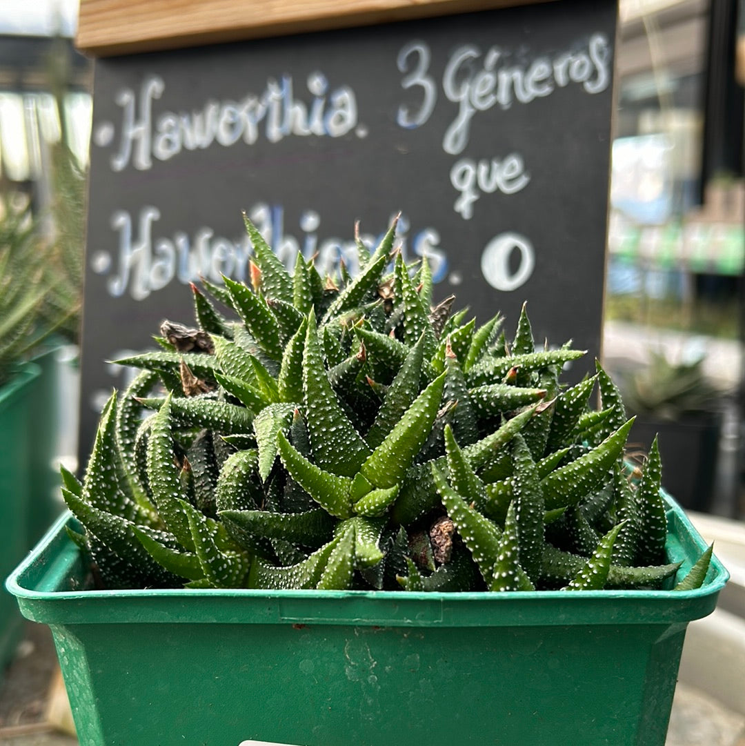 Haworthiopsis attenuata ‘Concolor’