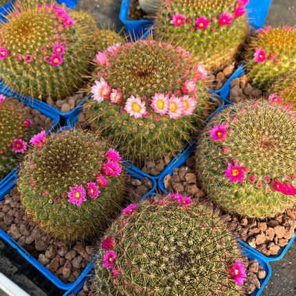 Mammillaria ginsa maru