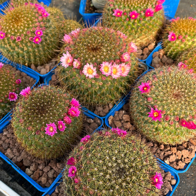 Mammillaria ginsa maru