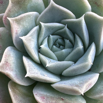 Echeveria 'Leilana' | La Joya de Renee