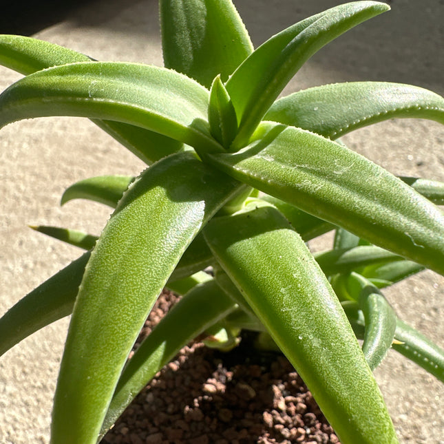 x Aloloba 'Tyson' | Hybride d’Aloe et d’Astroloba