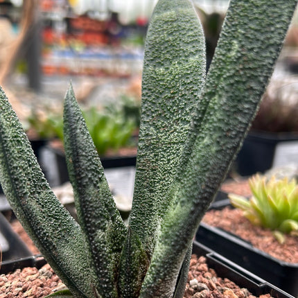Gasteria batesiana