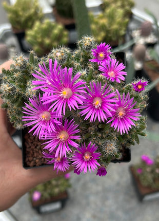 Trichodiadema densum
