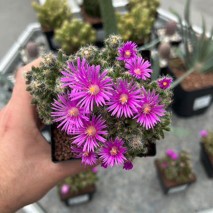 Trichodiadema densum