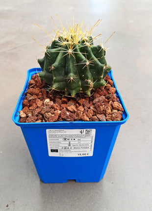 Hamatocactus hamatacanthus