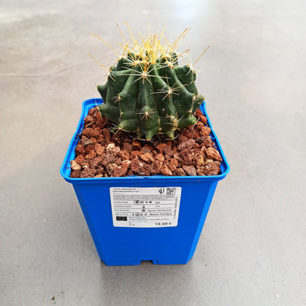 Hamatocactus hamatacanthus