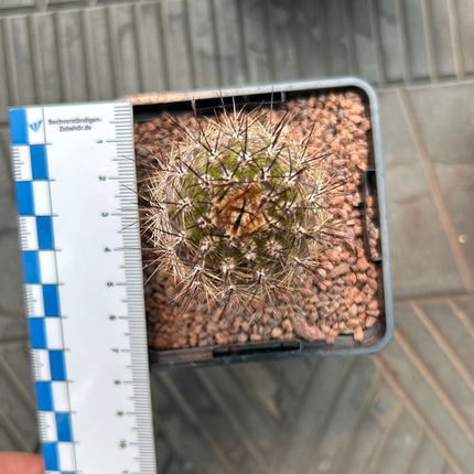 Neoporteria villosa aff.