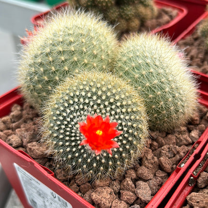 Acanthocephala haselbergii