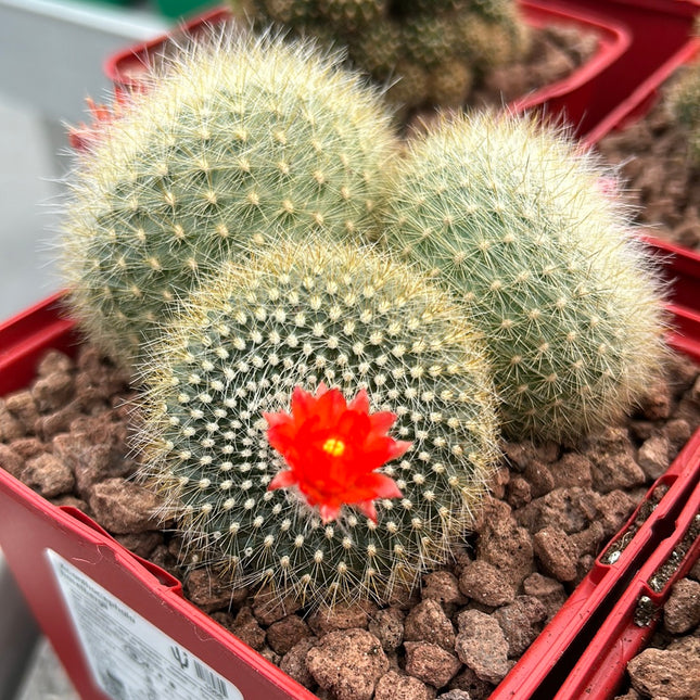 Acanthocephala haselbergii