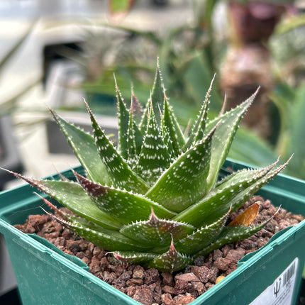 Aloe 'Cosmo'