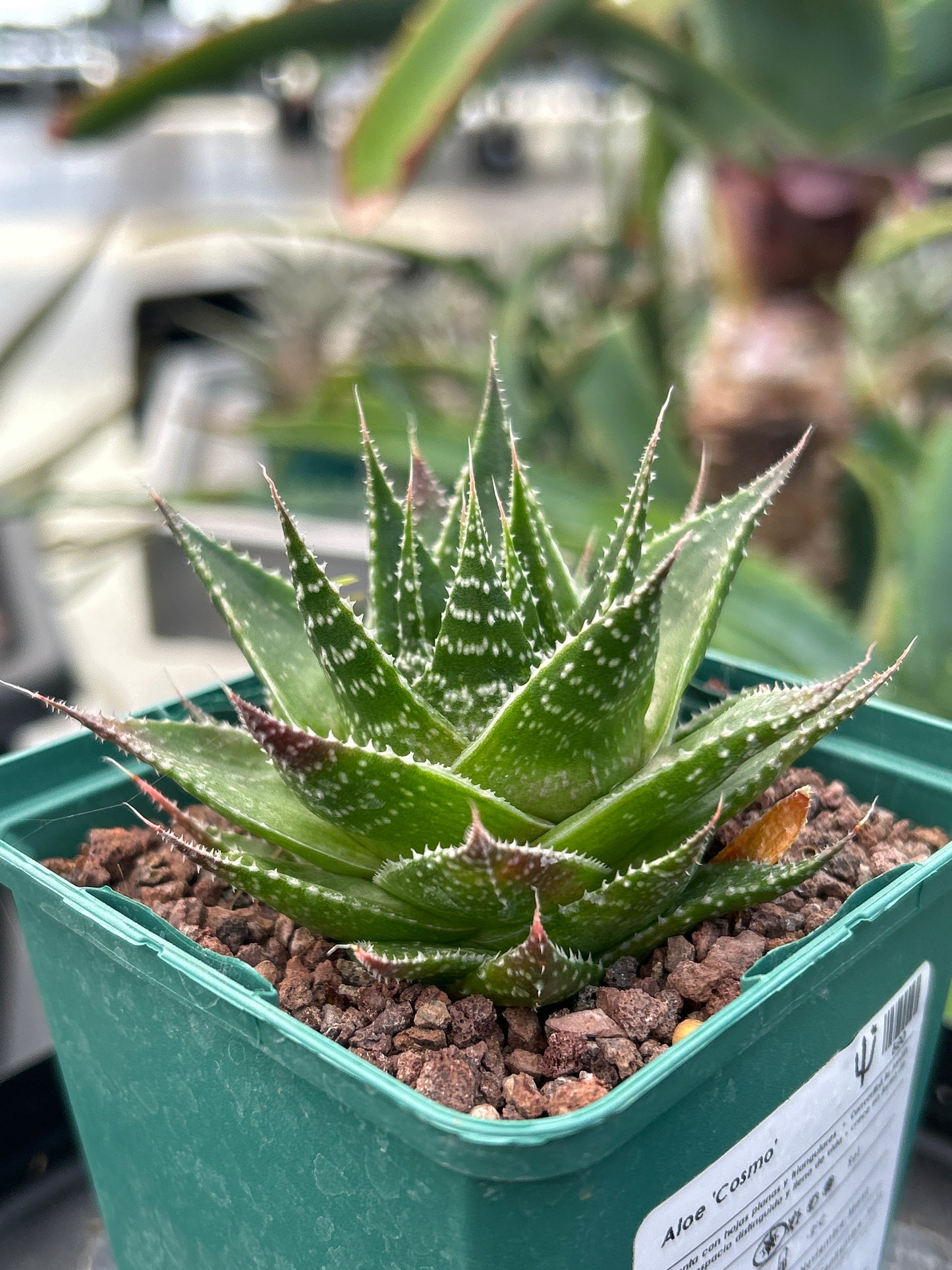 Aloe 'Cosmo'