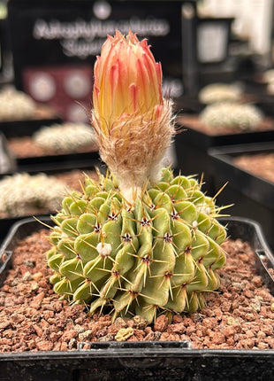 Notocactus buininguii