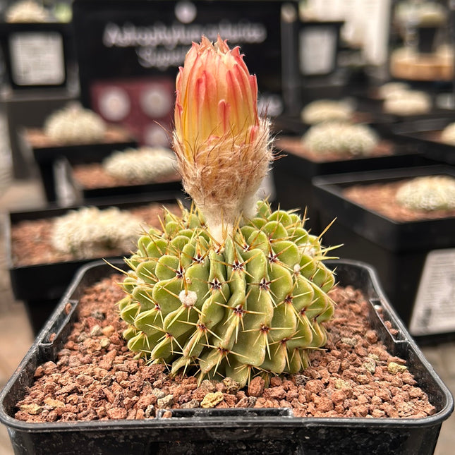 Notocactus buininguii
