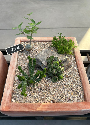 Cactus Composition #7 (In-Store Pickup)