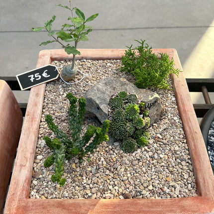 Cactus Composition #7 (In-Store Pickup)