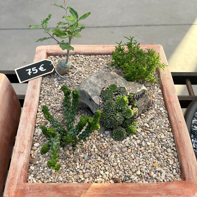 Kaktuskomposition Nr. 7 (Abholung im Geschäft)