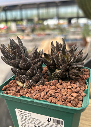 Haworthiopsis coarctata var. coarctata f. conspicuous