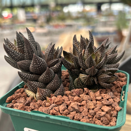 Haworthiopsis coarctata var. coarctata f. conspicuous