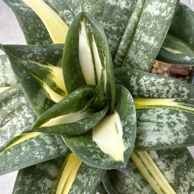 Dracaena ‘Spiral Star’