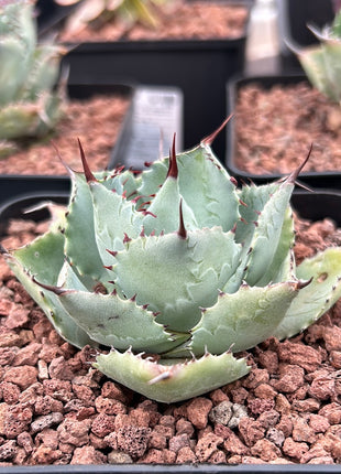 Agave Potatorum