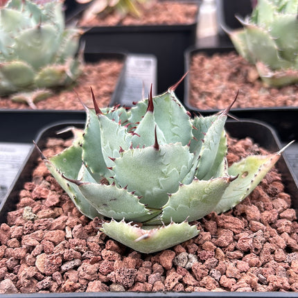 Agave potatorum