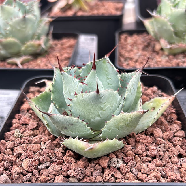 Agave potatorum
