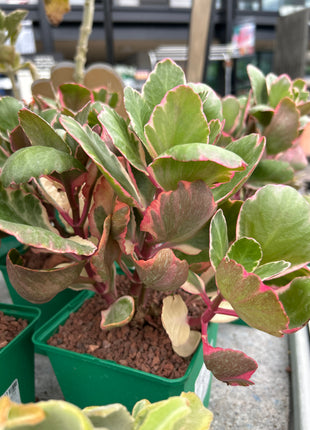 Kalanchoe fedtschenkoi f. variegata