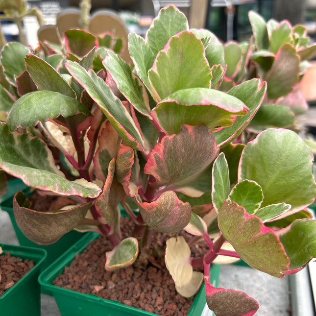 Kalanchoe fedtschenkoi f. variegada