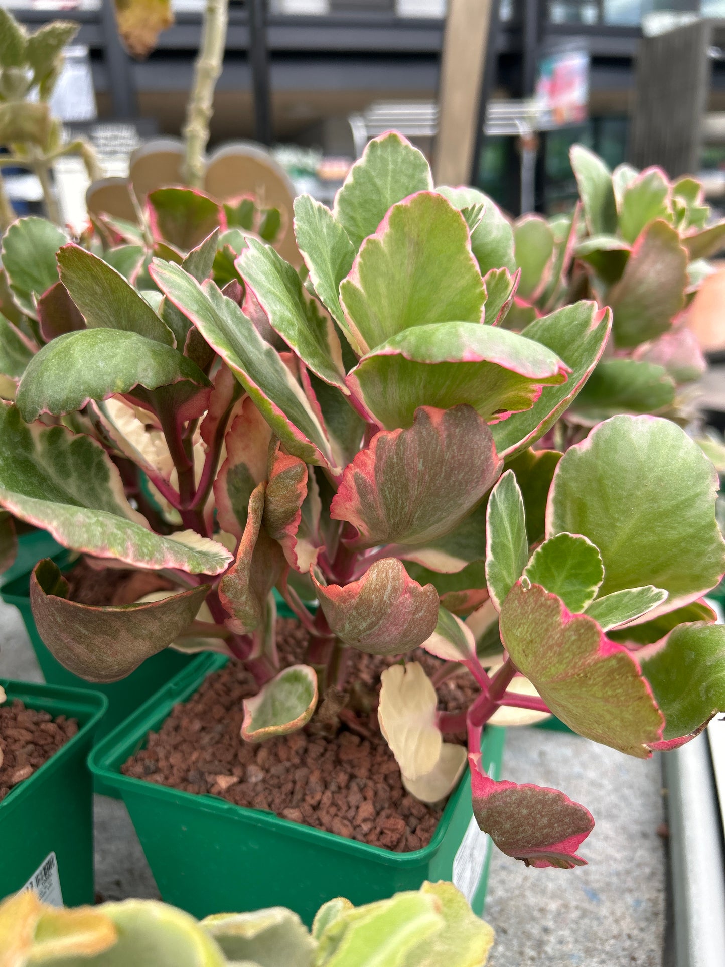 Kalanchoe variegado